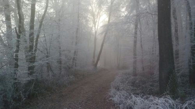 Wald im Nebel mit Raureif