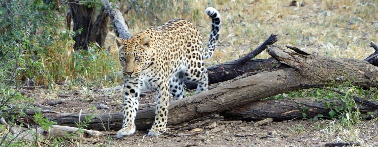 Namibia - Leopard